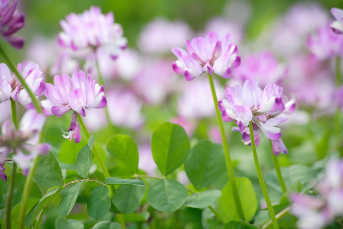 Astragalus is commonly known as milk vetch.