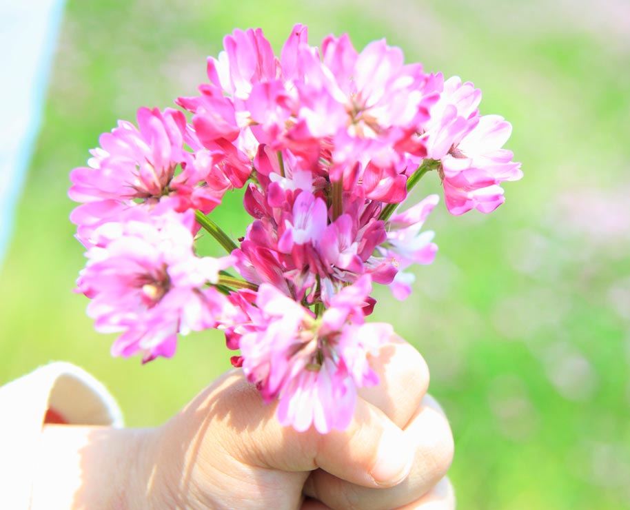 Astragalus is a pretty addition to an herb garden and is easy to grow.