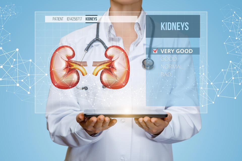 Astragalus Helps Protect Kidneys Clinical evidence suggests that astragalus can help prevent and treat kidney conditions.