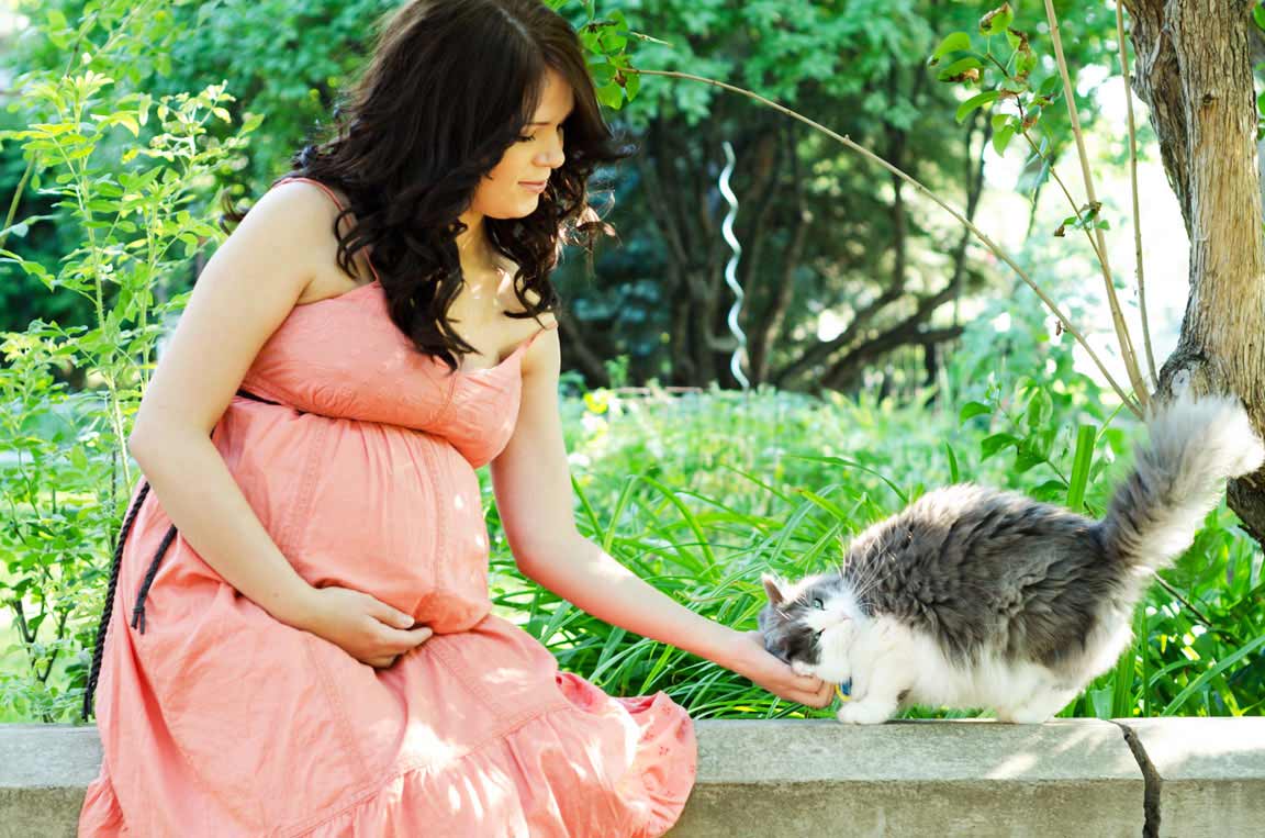 Reduce Risk of Toxoplasmosis Research suggests astragalus may help fight toxoplasmosis infection.