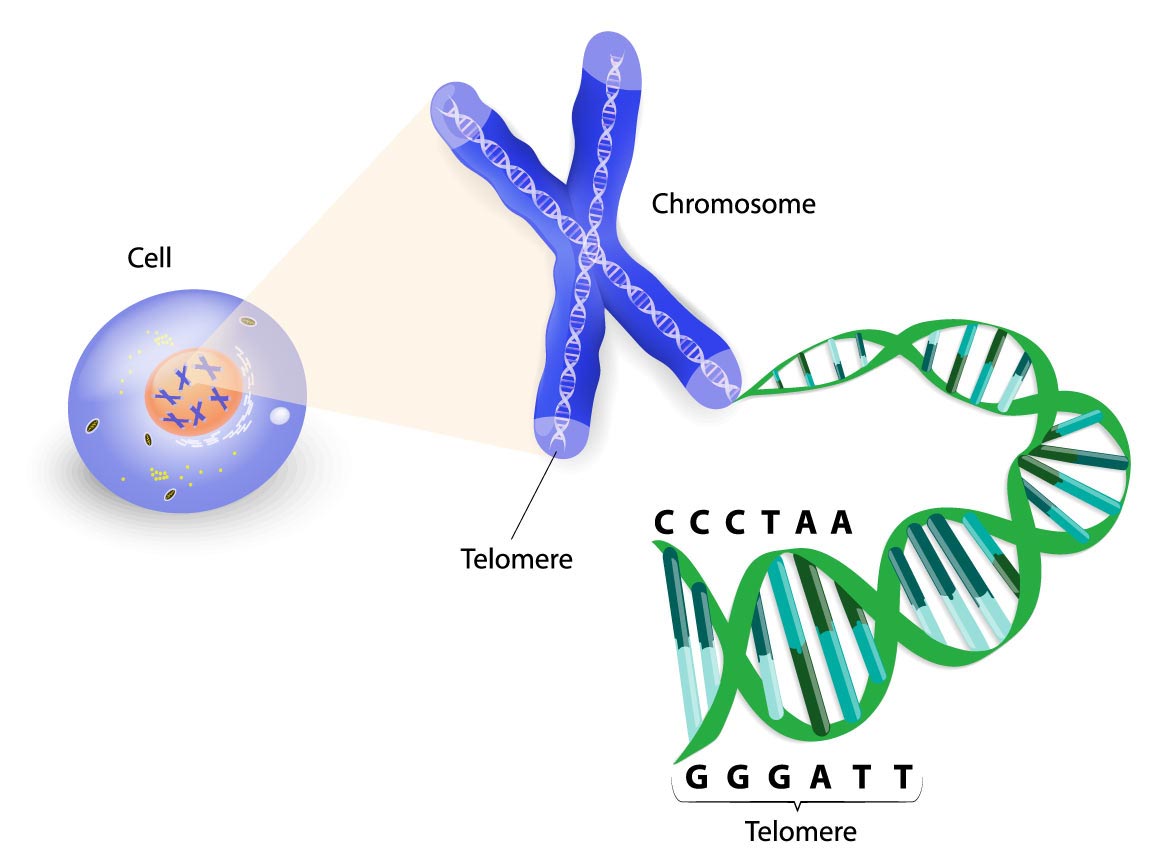 Research suggests astragalus may help reverse the natural shortening of telomeres on chromosomes that occurs with aging.