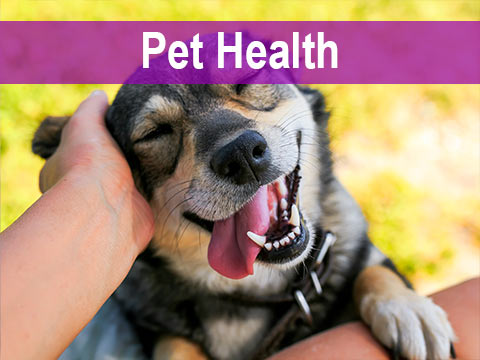 Pet Health