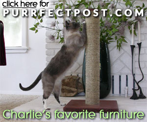 Charlie's favorite furniture is the Purrfect Post